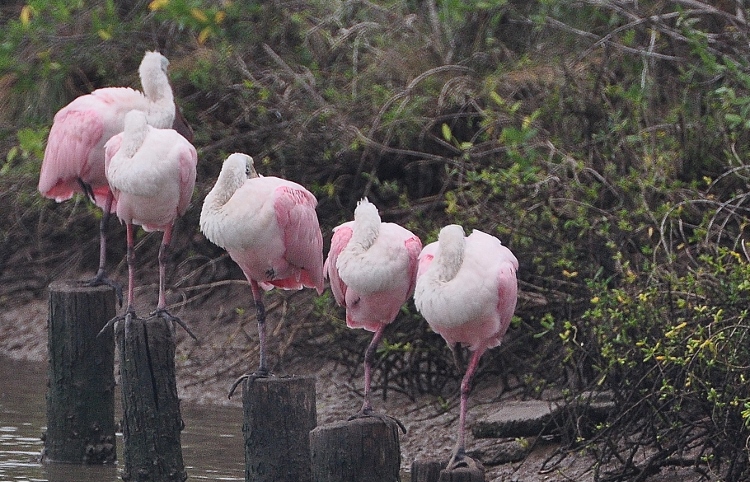 spoonbills